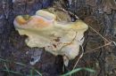 Fungus3.jpg