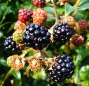 GARDEN_019.jpg