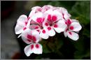 GERANIUM_.jpg