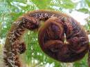 GOOD_frond.jpg