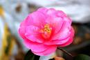 Garden_11_March_009.jpg