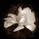 Gardenia1.jpg
