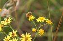 Gathering_the_pollen.jpg