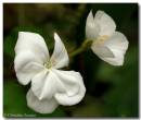 Geranium2.jpg