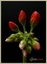 Geranium3.jpg