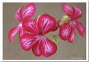 Geranium4.jpg