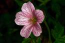 Geranium6.jpg