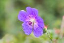Geranium_Rozanne.jpg