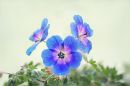 Geranium_Rozanne_stacked.jpg