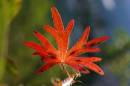 Geranium_Sanguineum_1v_Gr_enver_nderung.jpg