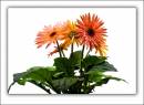 Gerbera1.jpg