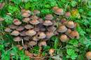 Glistening_Inkcap2.JPG