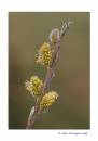Goat-Willow.jpg