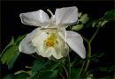 Granny_s_Bonnet_Aquilegia_.jpg