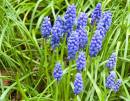 Grape-Hyacinths.jpg