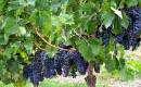 Grapes.JPG