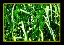 Grass1.jpg