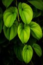 Green-leaves-1.jpg