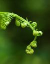 Green7.jpg
