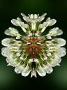 HERB_517_700.jpg