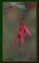 Hardy_fuchsia.jpg