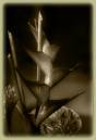 Heliconia_S.jpg