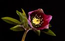 Helleborus.jpg