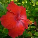 Hibiscus.jpg