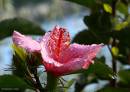 Hibiscus4.jpg