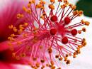Hibiscus_Stamen.jpg