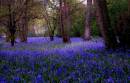 Hillhouse-Bluebell-woods.jpg