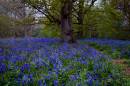 Hillhouse-woods.jpg
