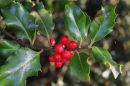Holly2.jpg
