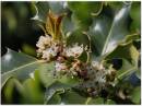 Holly_Flowers.jpg