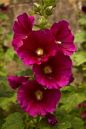 Hollyhocks.jpg