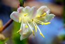 Honeysuckle1.jpg