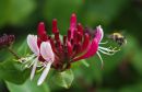 Honeysuckle_Bee.jpg