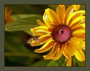 Hornet_N_D_600_Sigma_105_Macro_RF_HH_061016_9432.jpg