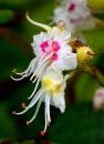 Horse_Chestnut.jpg