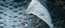 Hosta_reflections.jpg