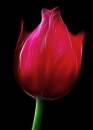 Hot_Red_Tulip_copy.jpg
