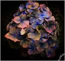 Hydrangea1.jpg