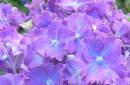 Hydrangea_Closeup.jpg