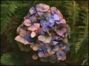 Hydrangea_Fractalius3.jpg