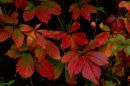IMGP1263_v2_small.jpg