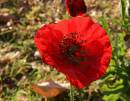 IMG_0048.jpg