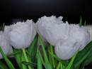 IMG_0544a.jpg
