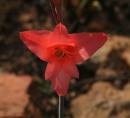 IMG_0774_wildiris.jpg