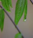 IMG_0876_Medium_.JPG