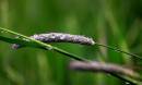 IMG_0890_Medium_.JPG